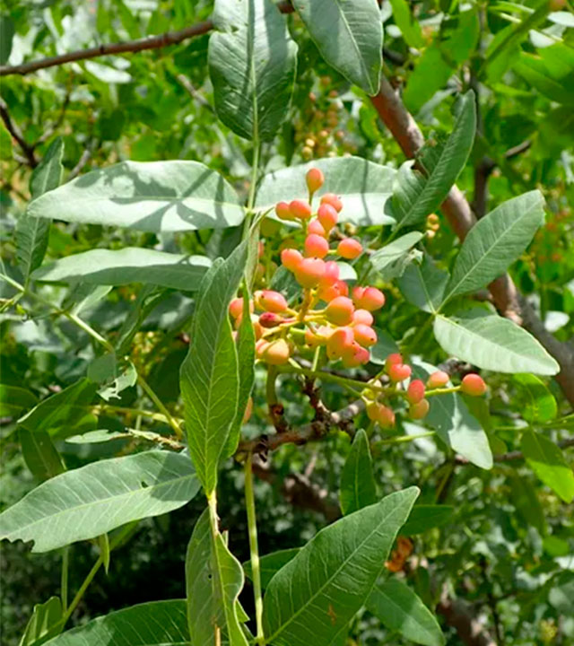 Pistacchio