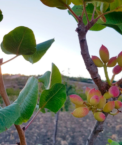 Pistacchio