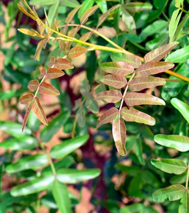 Pistacchio