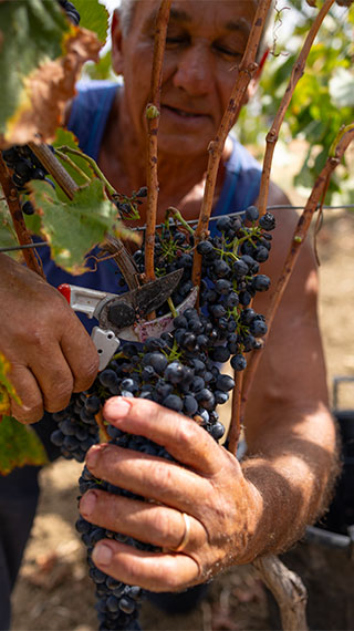 Azienda