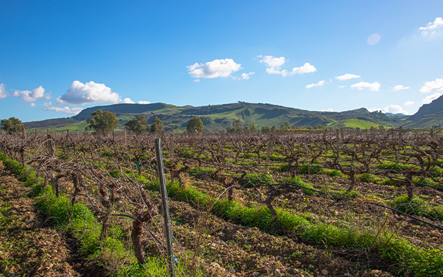 Vino, territorio e avventura: Una degustazione alla scoperta della nostra terra e dei nostri vini bio
